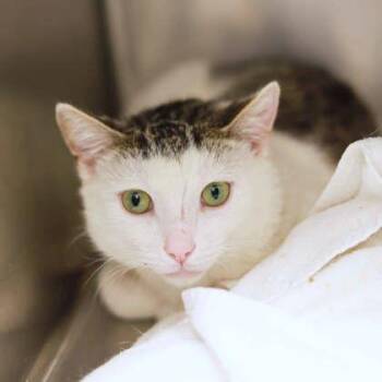 Domestic Short Hair Cats Available for Adoption - Joe | PetCurious