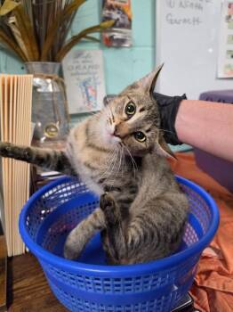 June -  Domestic Short Hair Cat for Adoption in Rockport, Texas - June | PetCurious