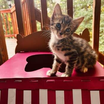 Pixiebob Cats Available for Adoption in Quinton, Alabama - Stubbs | PetCurious