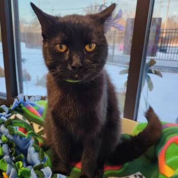 Domestic Short Hair Cats Available for Adoption - Pink | PetCurious