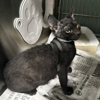 Eggs -  Domestic Short Hair Cat for Adoption in San Gabriel, California - Eggs | PetCurious