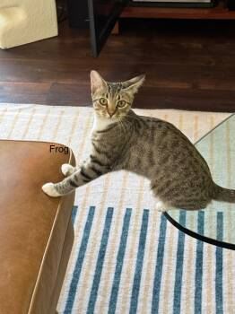 Frog -  Tabby Cat for Adoption in Ottawa, Ontario - Frog | PetCurious