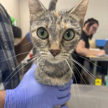 Alysa -  Domestic Short Hair Cat for Adoption in Clanton, Alabama - Alysa | PetCurious
