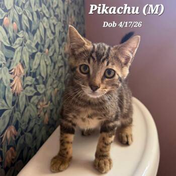 Pikachu -  Domestic Short Hair Cat for Adoption in Clayton, California - Pikachu | PetCurious