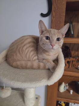 Will -  Domestic Short Hair Cat Available for Adoption in Blaine, Minnesota - Will | PetCurious