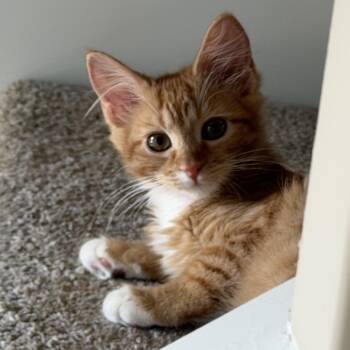Ada -  Domestic Medium Hair Cat for Adoption in Murfreesboro, Tennessee - Ada | PetCurious