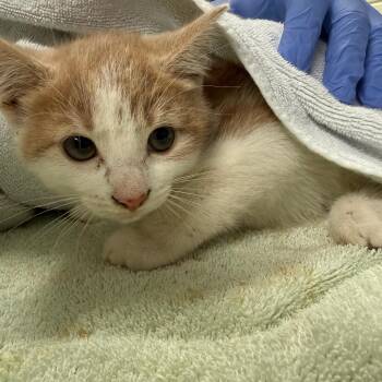 Miss Mary Mack -  Domestic Short Hair Cat for Adoption in Charlottesville, Virginia - Miss Mary Mack | PetCurious