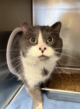 Angus -  Domestic Short Hair Cat Available for Adoption in Black Eagle, Montana - Angus | PetCurious