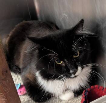 Larry -  Domestic Short Hair Cat Available for Adoption in Island Lake, Illinois - Larry | PetCurious