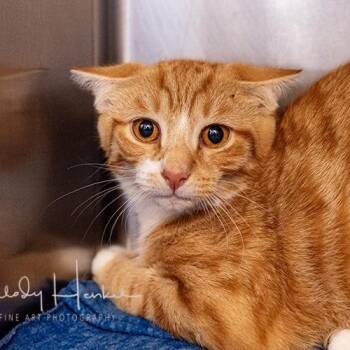 Monster Trick or treater -  Domestic Short Hair Cat for Adoption in Brockton, Massachusetts - Monster Trick Or Treater | PetCurious
