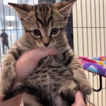 Smores (26-9665) -  Domestic Short Hair Cat for Adoption in Fort Smith, Arkansas - Smores (26-9665) | PetCurious