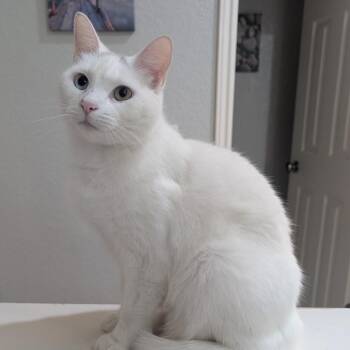 Turkish Van Cats Available for Adoption in Schertz, Texas - Delise | PetCurious