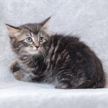 Orla (pink) -  Domestic Long Hair Cat for Adoption in Sunnyvale, California - Orla (pink) | PetCurious