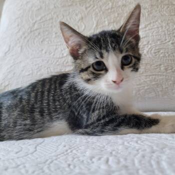 April -  Domestic Short Hair Cat Available for Adoption in Lauderdale, Minnesota - April | PetCurious