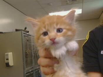 AZTEC -  Domestic Short Hair Cat for Adoption in Sacramento, California - AZTEC | PetCurious