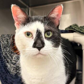 Baby Shark -  Domestic Short Hair Cat Available for Adoption in West Palm Beach, Florida - Baby Shark | PetCurious