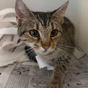 Domestic Short Hair Cats Available for Adoption in Washington, District Of Columbia - Georgia (16880) | PetCurious