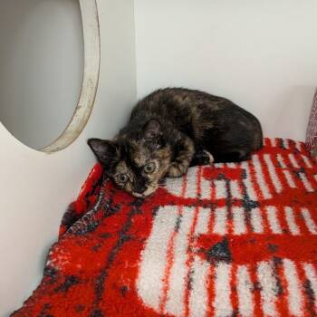 Lana -  American Shorthair Cat for Adoption in Jeffersonville, Indiana - Lana | PetCurious