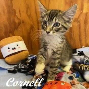 Cornell -  Domestic Medium Hair Cat for Adoption in Southern Pines, North Carolina - Cornell | PetCurious