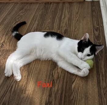 Faxi -  Domestic Short Hair Cat for Adoption in Naugatuck, Connecticut - Faxi | PetCurious