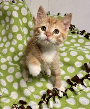 Biscuit -  Tabby Cat for Adoption in River Edge, New Jersey - Biscuit | PetCurious