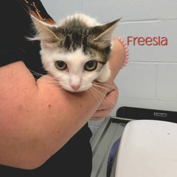 Freesia -  Domestic Medium Hair Cat for Adoption in Parkersburg, West Virginia - Freesia | PetCurious