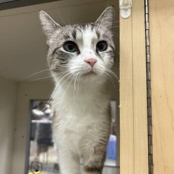 Frosty the Snowcat -  Domestic Short Hair and Siamese Cat for Adoption in Mokena, Illinois - Frosty The Snowcat | PetCurious