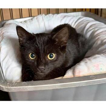 Collette -  Domestic Short Hair Cat for Adoption in Millcreek, Utah - Collette | PetCurious