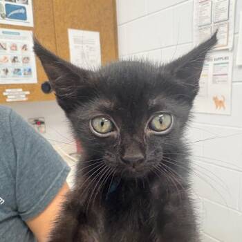 Venti -  Domestic Short Hair Cat for Adoption in West Palm Beach, Florida - Venti | PetCurious