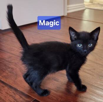 Rescue Domestic Short Hair Cats for Adoption in San Jacinto, California - Black Magic | PetCurious