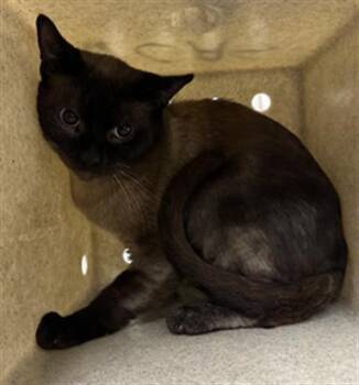 A885788 -  Siamese Cat for Adoption in Camarillo, California - A885788 | PetCurious