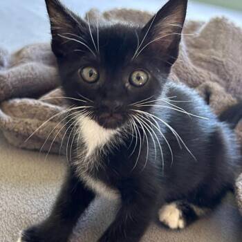 Domestic Short Hair Cats Available for Adoption in Dublin, California - Pop Rocks | PetCurious