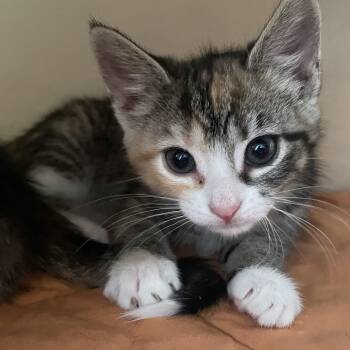Domestic Short Hair and Torbie Cats Available for Adoption - Nellie | PetCurious