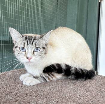 Siamese and Tabby Cats Available for Adoption in Lathrop, California - Prim | PetCurious