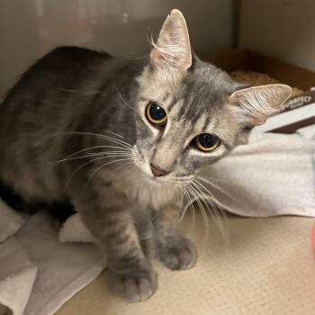Lilith -  Domestic Short Hair Cat for Adoption in Yuma, Arizona - Lilith | PetCurious