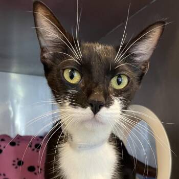 Jada -  Domestic Short Hair Cat for Adoption in Hawthorne, California - Jada | PetCurious