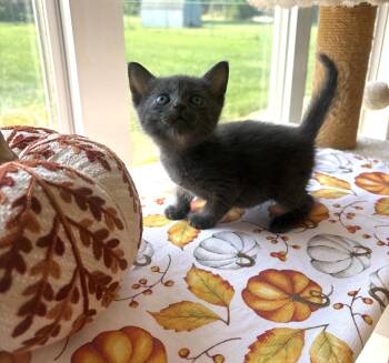 Tessera -  Domestic Short Hair Cat for Adoption in Bethel, Ohio - Tessera | PetCurious