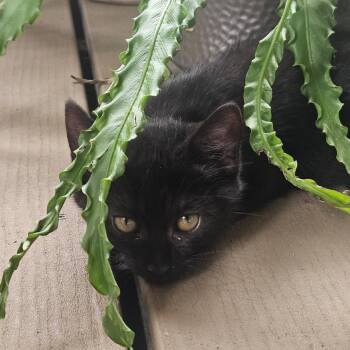Emmie -  Domestic Short Hair Cat for Adoption in Huntsville, Alabama - Emmie | PetCurious