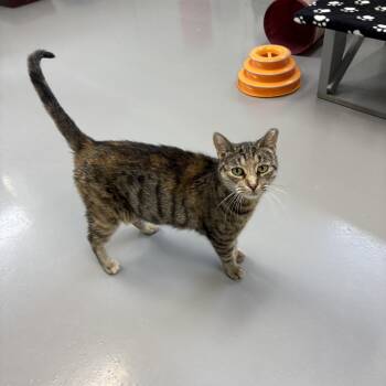Katie -  American Shorthair Cat for Adoption in Big Rapids, Michigan - Katie | PetCurious