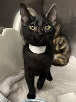 *FIGARO -  Domestic Short Hair Cat for Adoption in Woodland, California - *FIGARO | PetCurious