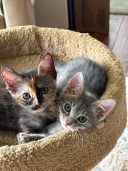 Emmy Blue -  Domestic Short Hair Cat Available for Adoption in Sebastian, Florida - Emmy Blue | PetCurious