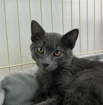 Fernando -  Domestic Short Hair Cat for Adoption in Shorewood, Illinois - Fernando | PetCurious