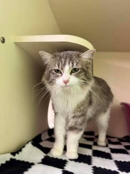 Domestic Long Hair and Domestic Short Hair Cats Available for Adoption - Pippa | PetCurious