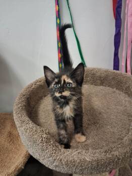 Domestic Short Hair Cats Available for Adoption - Michelle | PetCurious