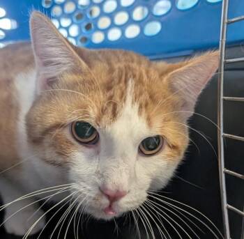 Domestic Short Hair Cats Available for Adoption - Kronk | PetCurious