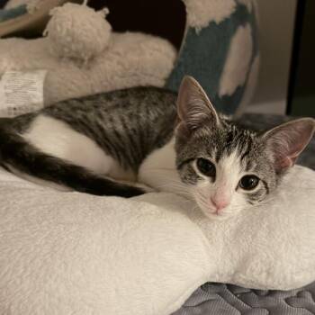 Bitty Boo -  Domestic Short Hair Cat for Adoption in Brownsboro, Alabama - Bitty Boo | PetCurious