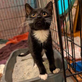 Angelica -  Domestic Short Hair Cat for Adoption in Lexington, Kentucky - Angelica | PetCurious