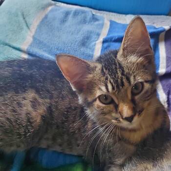 Ramon -  Domestic Short Hair Cat for Adoption in Stockholm, Wisconsin - Ramon | PetCurious