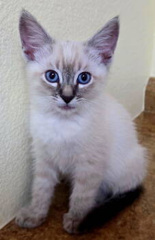 Rescue Domestic Short Hair and Siamese Cats for Adoption in Campbell, California - Blake | PetCurious