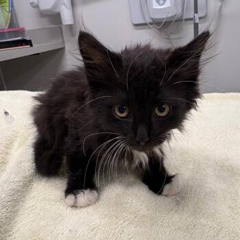OPAC6936/Rocky -  Domestic Long Hair Cat for Adoption in Oak Park, Illinois - OPAC6936/Rocky | PetCurious